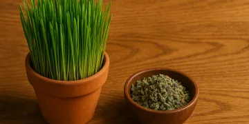 Best Cat Grass and Catnip Products in 2026